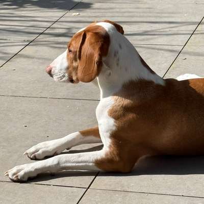Hundetreffen-Souveräne Hunde zum Gassigehen gesucht-Bild