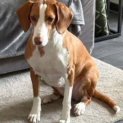 Hundetreffen-Souveräne Hunde zum Gassigehen gesucht-Bild