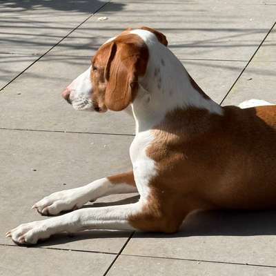 Hundetreffen-Zusammen Gassi gehen-Bild