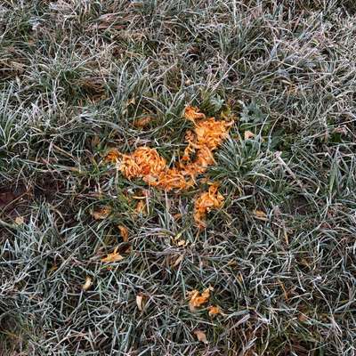 Giftköder-Möglicher Giftköder-Bild