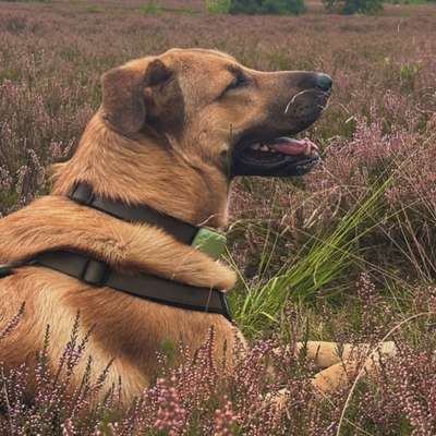 Hundetreffen-Gruppenspaziergang Hagen und Umgebung-Bild