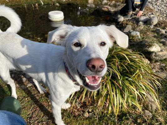 Lachen😀 eure Hunde auch so gerne😂-Beitrag-Bild