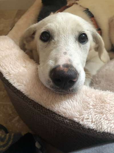 CHALLENGE NR. 19 - Der Hundeblick-Beitrag-Bild