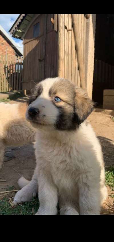 Mischlinge raten - Rätselspaß-Beitrag-Bild