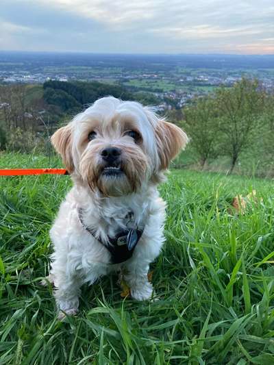 Hundetreffen-Timmy sucht Hundefreunde in Bühl-Bild