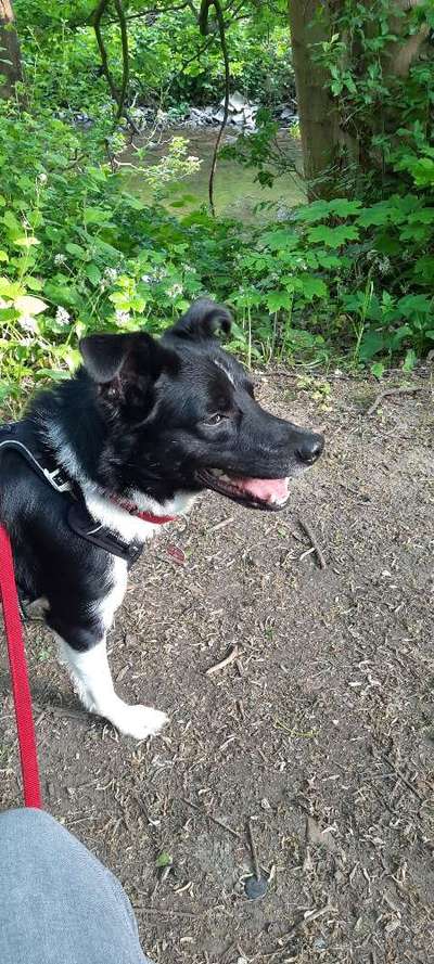 Auslandstierschutz-Beitrag-Bild