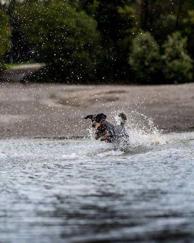 Hundetreffen-Tierische Models gesucht-Bild