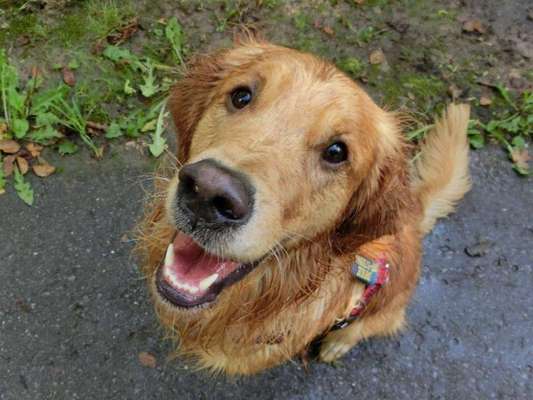 Wo sind die Golden Retriever Liebhaber?-Beitrag-Bild