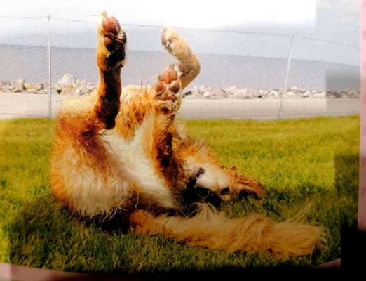 Zeige das lustigste Bild eures Hundis-Beitrag-Bild