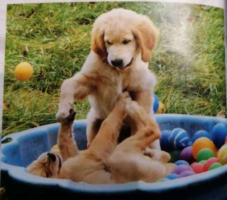 Bester Freund, Hundekumpel - zeigt her!-Beitrag-Bild