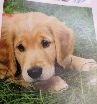 Welpen Bilder !-Beitrag-Bild