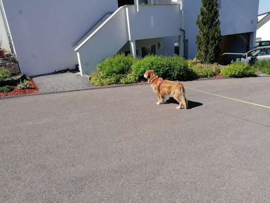 Fotochallenge Nr. 51 "Euer Hund mit anderen Tieren"-Beitrag-Bild