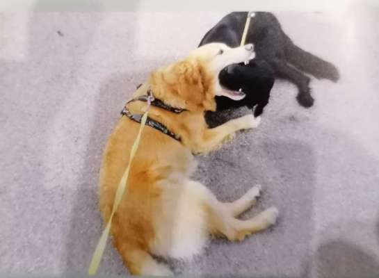 Bester Freund, Hundekumpel - zeigt her!-Beitrag-Bild