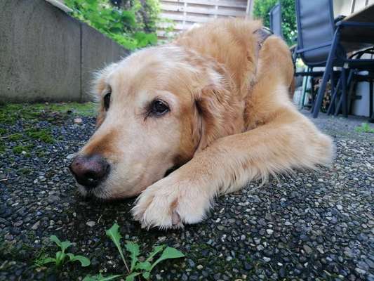 Seelenhunde-Beitrag-Bild