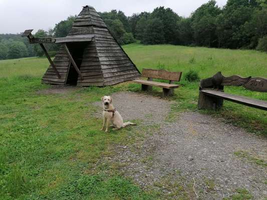 Hundeauslaufgebiet-Kalkweg (am Aussichtsberg)-Bild