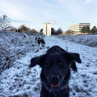 Hundetreffen-Gemeinsame Spaziergänge und Spielerunden-Bild