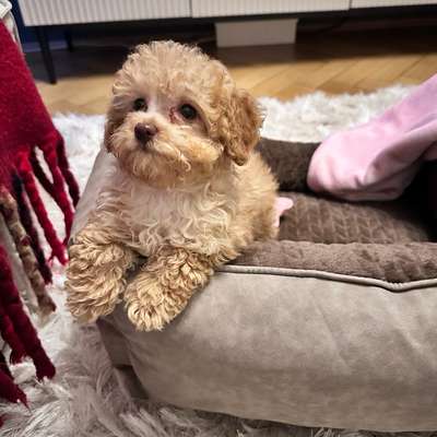 Hundetreffen-Toypudel-Welpe „Raya“ sucht Freunde