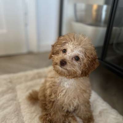 Hundetreffen-Toypudel-Welpe „Raya“ sucht Freunde-Bild