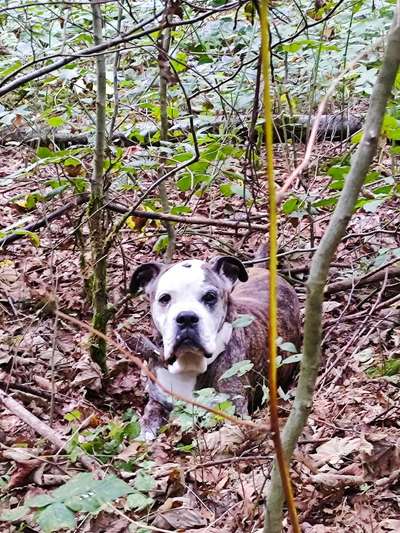 Unsere Fellnasen im Regenbogenland-Beitrag-Bild