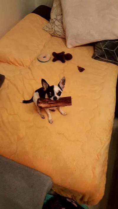 Lustigste Leckerli-Fotos-Beitrag-Bild