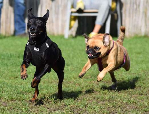 FOTO CHALLENGE 77 - Dein Hund im Spiel-Beitrag-Bild