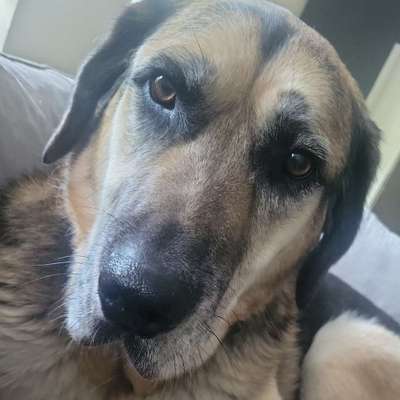 Hundetreffen-Gassi gehen/spielen-Bild