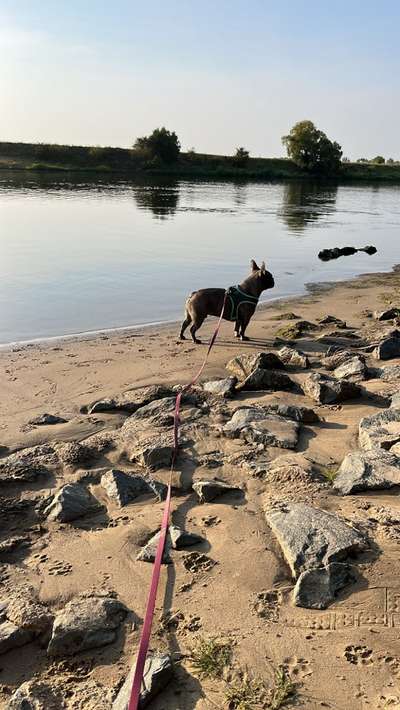 Hundetreffen-Gassi Treffen-Bild