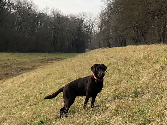 Immer der Nase nach - die schönsten Jagdhund-Bilder-Beitrag-Bild
