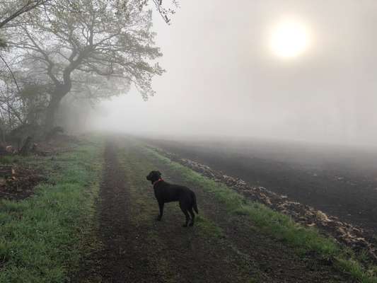 Die Dogorama Kalender Challenge 4/4-Beitrag-Bild