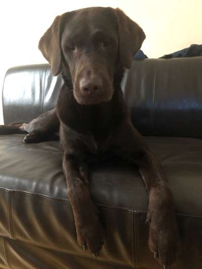 Zeigt mir die tollste Nahaufnahme von eurer Fellnase-Beitrag-Bild