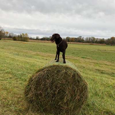 Labradorfans-Beitrag-Bild