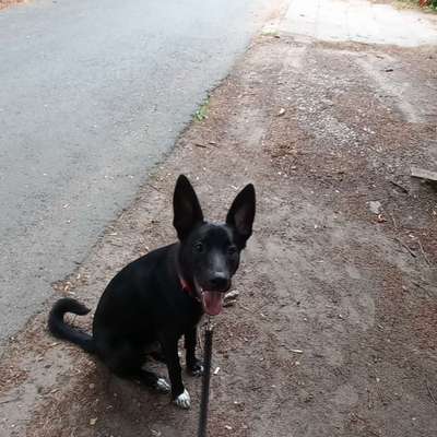 Hundetreffen-Young dogs play date-Bild