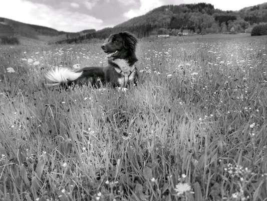 Mischlingshunde Foto Aufruf-Beitrag-Bild