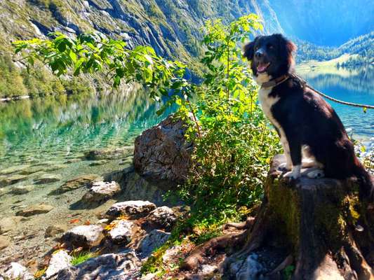 Mischlingshunde Foto Aufruf-Beitrag-Bild