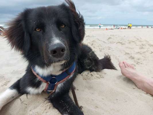 Mischlingshunde Foto Aufruf-Beitrag-Bild