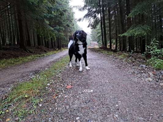 Mischlingshunde Foto Aufruf-Beitrag-Bild
