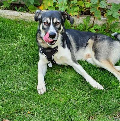 Die Dogorama Kalender Challenge Titelbild-Beitrag-Bild