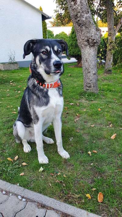 Zeigt eure verrücktesten Hundebilder-Beitrag-Bild