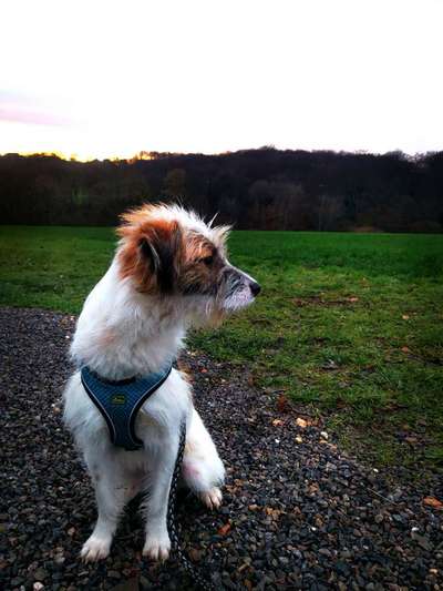 Wo sind die Jack und Parson Russell Terrier?-Beitrag-Bild