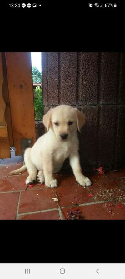 Welpen Bilder !-Beitrag-Bild