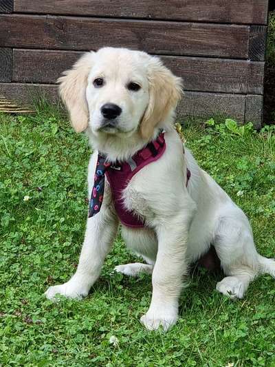 Welpen Bilder !-Beitrag-Bild