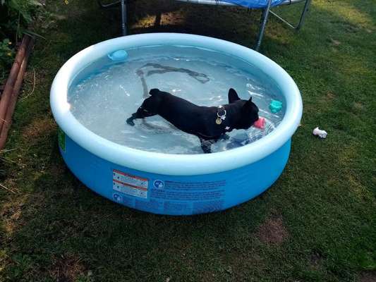 Dein Hund im Dogorama-Kalender 2021-Beitrag-Bild