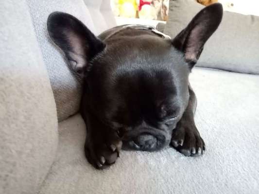 Dein Hund im Dogorama-Kalender 2021-Beitrag-Bild