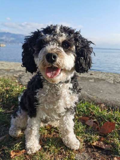 Hundetreffen-Gemeinsame Spaziergänge 🤗-Bild