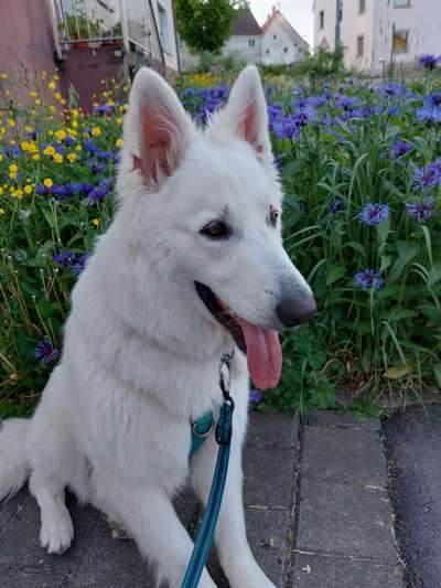 Weisse Schäferhunde-Beitrag-Bild