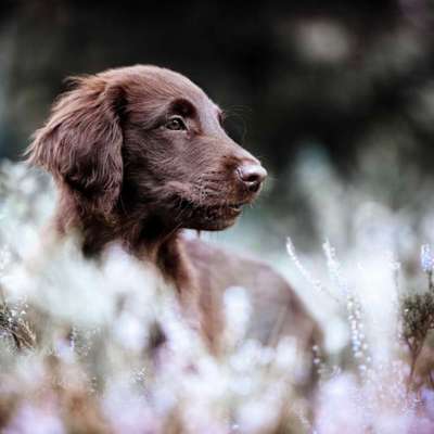 %{de_profession_title}-Welpen und Basics - Zusammen Starten-Bild