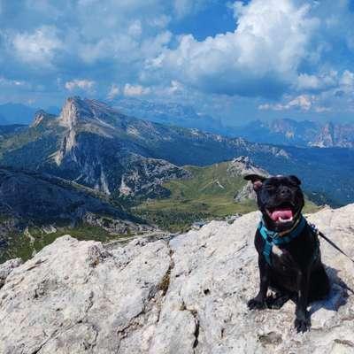 Hundetreffen-Auf der Suche nach einem Spielkameraden-Bild