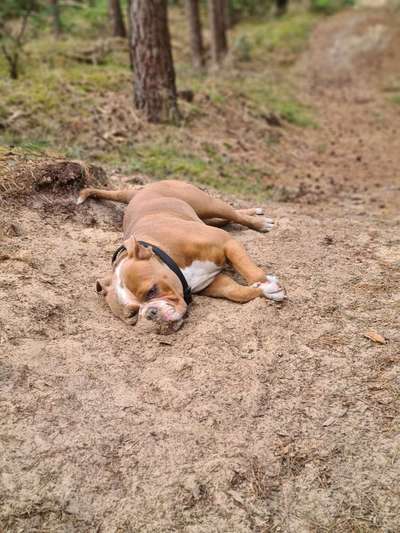 Hundetreffen-Gemeinsame Gassirunde/ Spielen-Bild