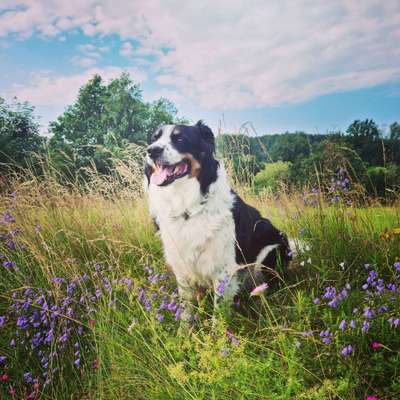 Dogorama Photo Challenge - Be my valentine-Beitrag-Bild