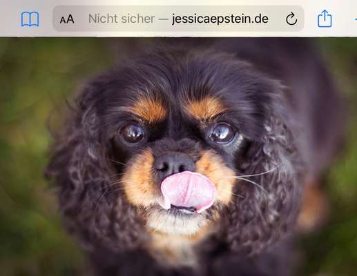 Fotochallenge Nr. 59 - Mein Hund zeigt die Zunge-Beitrag-Bild